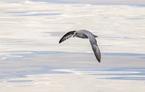 Subpolar Prints: Northern Fulmar, also called Arctic Fulmar (Fulmarus glacialis) near the coast of