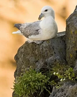 Northern Fulmar guards a nest in Iceland. Snaefellsness peninsula