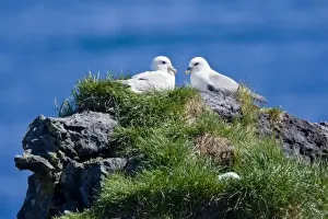 Petrel Prints: Northern Fulmars guard a nest. Snaefellsness peninsula in western Iceland