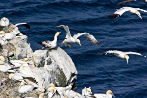 Images Dated 17th June 2007: Northern Gannet colony in northeastern Iceland