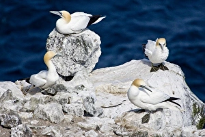 Images Dated 17th June 2007: Northern Gannet colony in northeastern Iceland