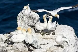 Images Dated 17th June 2007: Northern Gannet colony in northeastern Iceland