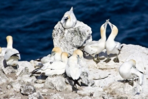 Images Dated 17th June 2007: Northern Gannet colony in northeastern Iceland