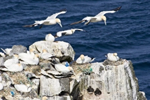 Images Dated 17th June 2007: Northern Gannet colony in northeastern Iceland