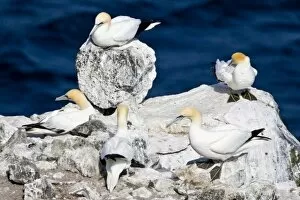 Images Dated 17th June 2007: Northern Gannet colony in northeastern Iceland