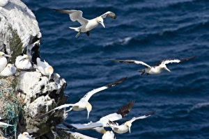 Images Dated 17th June 2007: Northern Gannet colony in northeastern Iceland
