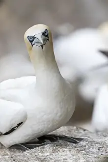 Images Dated 20th June 2015: Northern Gannet (Morus bassanus) in the cliffs of Hermaness bird reserve on the island of Unst