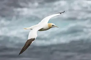 Pretty Prints: Northern Gannet (Morus bassanus) in the cliffs of Hermaness bird reserve on the island of Unst