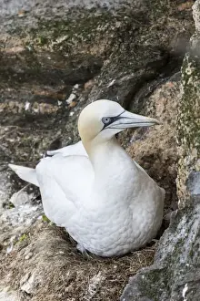 Images Dated 20th June 2015: Northern Gannet (Morus bassanus) in the cliffs of Hermaness bird reserve on the island of Unst