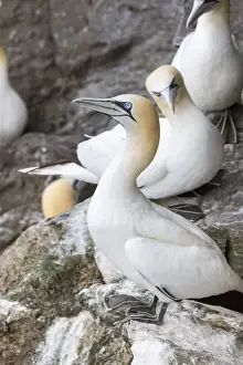 Images Dated 21st June 2015: Northern Gannet (Morus bassanus) in the cliffs of Hermaness bird reserve on the island of Unst