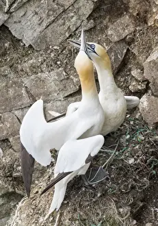 Northern Gannet (Morus bassanus) in the cliffs of Hermaness bird reserve on the island of Unst