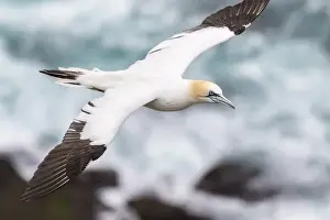Images Dated 21st June 2015: Northern Gannet (Morus bassanus) in the cliffs of Hermaness bird reserve on the island of Unst
