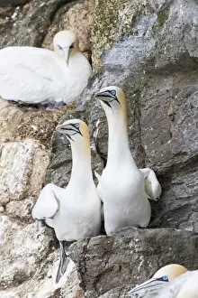 Images Dated 21st June 2015: Northern Gannet (Morus bassanus) in the cliffs of Hermaness bird reserve on the island of Unst
