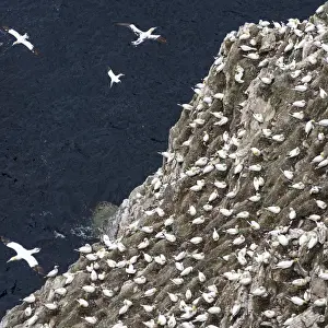 Images Dated 20th June 2015: Northern Gannet (Morus bassanus) in the cliffs of Hermaness bird reserve on the island of Unst