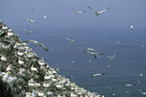 Gannet Prints: Northern Gannet, (Sula bassanus), huge colony, Bass Rock, Firth of Forth, Scotland