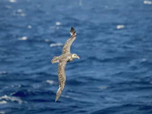 Giant Petrel Prints: Northern Giant Petrel or Hall's Giant Petrel (Macronectes halli) in flight over the stormy southern ocean