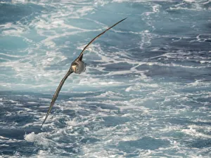 Subantarctic Prints: Northern Giant Petrel or Halls Giant Petrel (Macronectes halli) soaring over