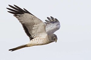 Hawk Prints: Northern Harrier Hawk Hunting