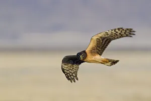Northern Harrier Hawk (immature)