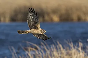 Images Dated 14th August 2020: Northern Harrier Hunting