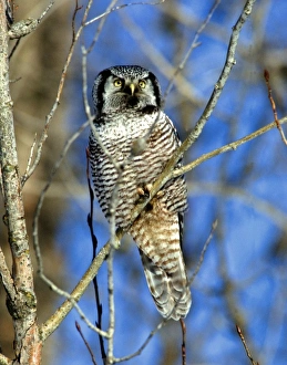 Hawk Prints: Northern Hawk Owl perched in a tree