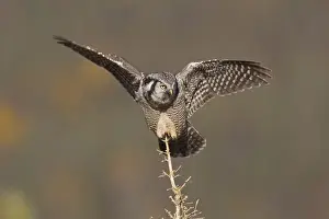 Raptor Prints: A northern hawk owl surveys the boreal forest for prey from its perch on a spruce