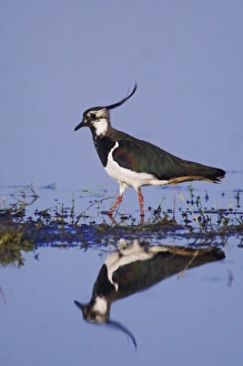 Neusiedler See Prints: Northern Lapwing, Vanellus vanellus, male, National Park Lake Neusiedl, Burgenland