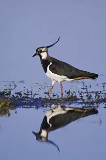 Images Dated 17th April 2007: Northern Lapwing, Vanellus vanellus, male, National Park Lake Neusiedl, Burgenland