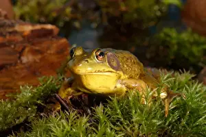 Images Dated 4th July 2004: Northern Male Green frog, Rana clamitans melanotamale