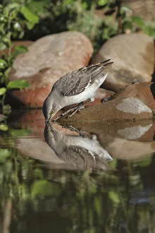Rio Grande Valley Prints: Northern mockingbird drinking with reflection on small pond. Rio Grande Valley, Texas