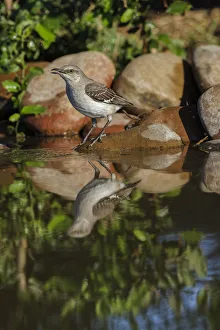 Northern mockingbird drinking with reflection on small pond. Rio Grande Valley, Texas