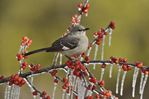 Thrush Prints: Northern Mockingbird (Mimus polyglottos), adult perched on icy branch of Possum Haw Holly