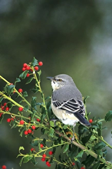 Images Dated 22nd December 2015: Northern Mockingbird (Mimus polyglottos) in China Holly (Ilex cornuta) Marion Co. IL