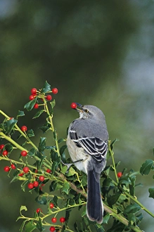 Images Dated 22nd December 2015: Northern Mockingbird (Mimus polyglottos) eating in China Holly (Ilex cornuta) Marion Co