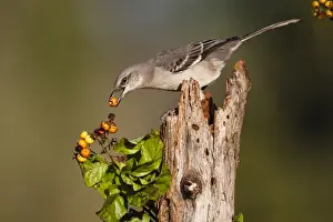 Images Dated 22nd December 2014: Northern Mockingbird (Mimus polyglottos) feeding on anaqua berries