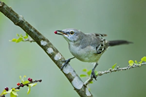 Berry Prints: Northern Mockingbird (Mimus polyglottos) feeding on brush holly berries, Texas