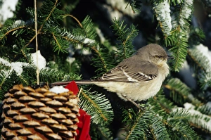 Images Dated 22nd December 2015: Northern Mockingbird (Mimus polyglottos) in Fir tree in winter Marion Co. IL