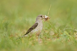 Images Dated 30th May 2012: Northern Mockingbird (Mimus polyglottos) gathering nest material