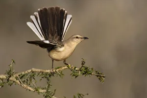 Northern Mockingbird (Mimus polyglottos) perched
