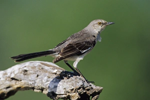 Images Dated 22nd December 2015: Northern Mockingbird (Mimus polyglottos) Starr Co. TX