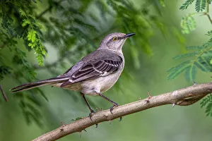 Northern mockingbird, Rio Grande Valley, Texas