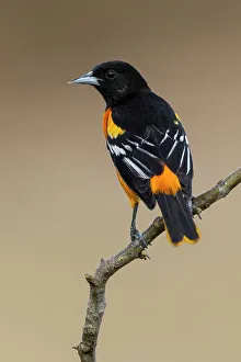 Migrating Prints: Northern oriole, Baltimore oriole, Rio Grande Valley, Texas