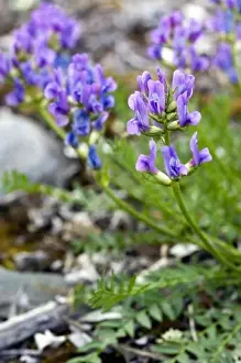Plantae Prints: Northern Oxytrope (Oxytropis arctica) - Arctic National Wildlife Refuge Alaska
