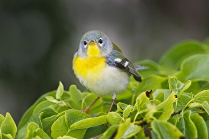 Northern Parula (Parula americana) female perched in habitat