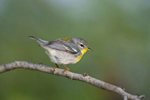 Images Dated 20th April 2010: Northern Parula (Parula americana) female perched in habitat