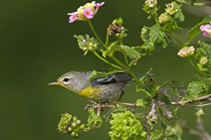 Images Dated 19th April 2011: Northern Parula (Parula americana) female perched in habitat
