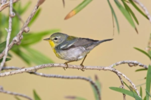 Images Dated 19th April 2011: Northern Parula (Parula americana) female perched in habitat