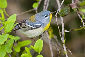 Images Dated 20th April 2010: Northern Parula (Parula americana) male perched in habitat