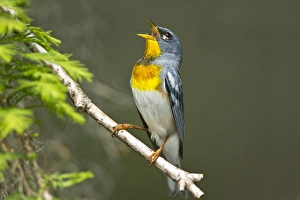 Northern Parula (Parula americana) male singing in breeding territory