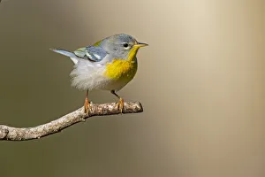 Animal Prints: Northern Parula (Parula americana) perched